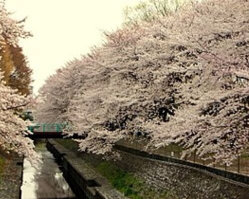 280px-Sakura_at_Wadabori_Koen_Park_In_Suginami,_Tokyo_Japan