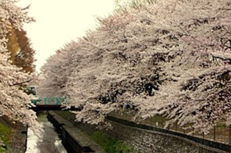 280px-Sakura_at_Wadabori_Koen_Park_In_Suginami,_Tokyo_Japan