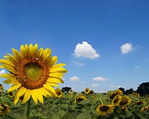 280px-Zonnebloemveld_in_Kiyose,_-27_augustus_2012_a