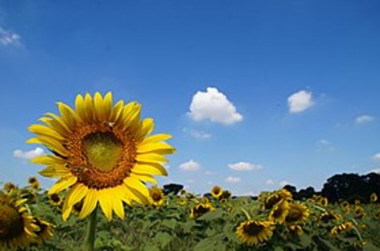 280px-Zonnebloemveld_in_Kiyose,_-27_augustus_2012_a